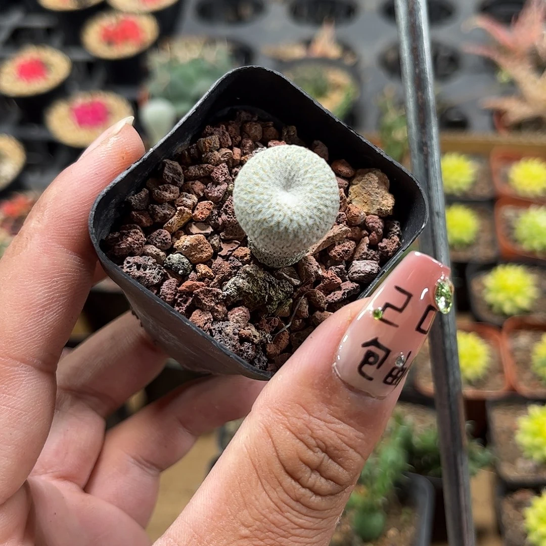 月世界单头发货单头发