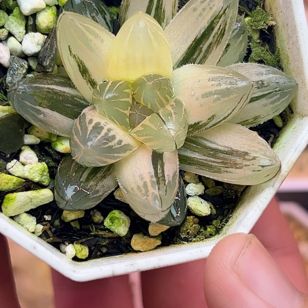 霓虹灯锦十二卷多肉植物