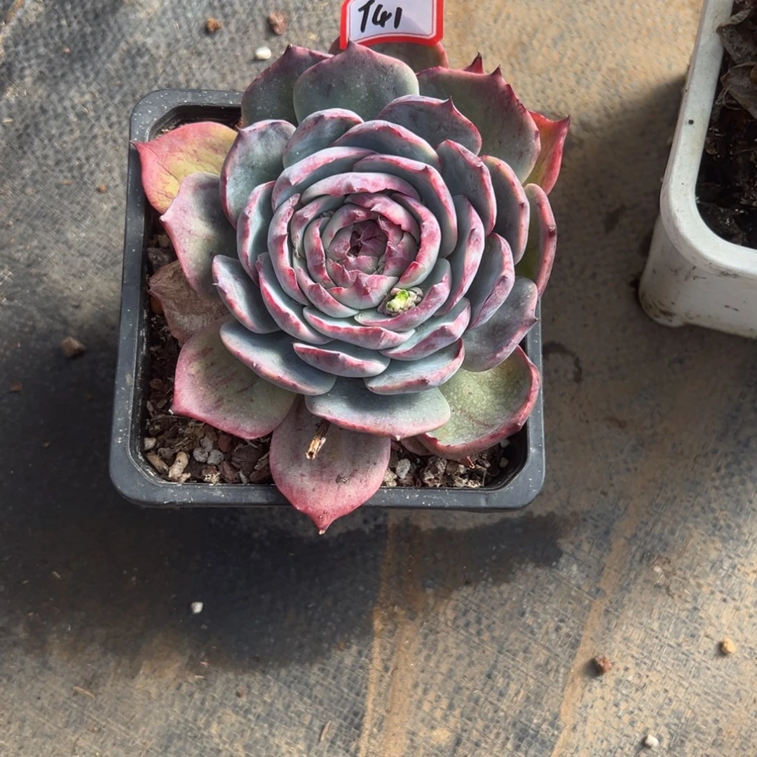 桃***宝精品多肉植物老桩
