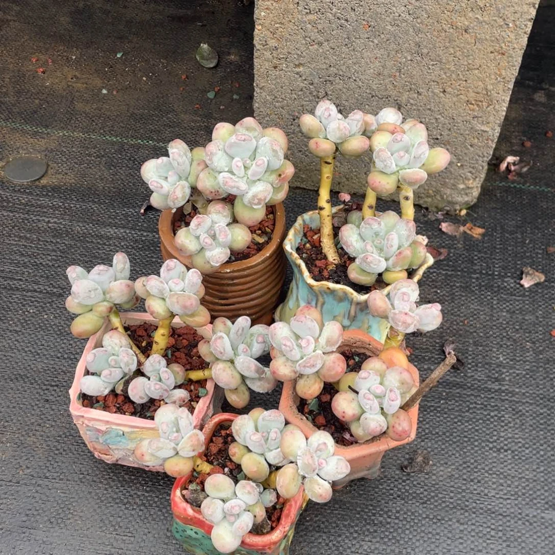 蛋黄奶五个一组清台子