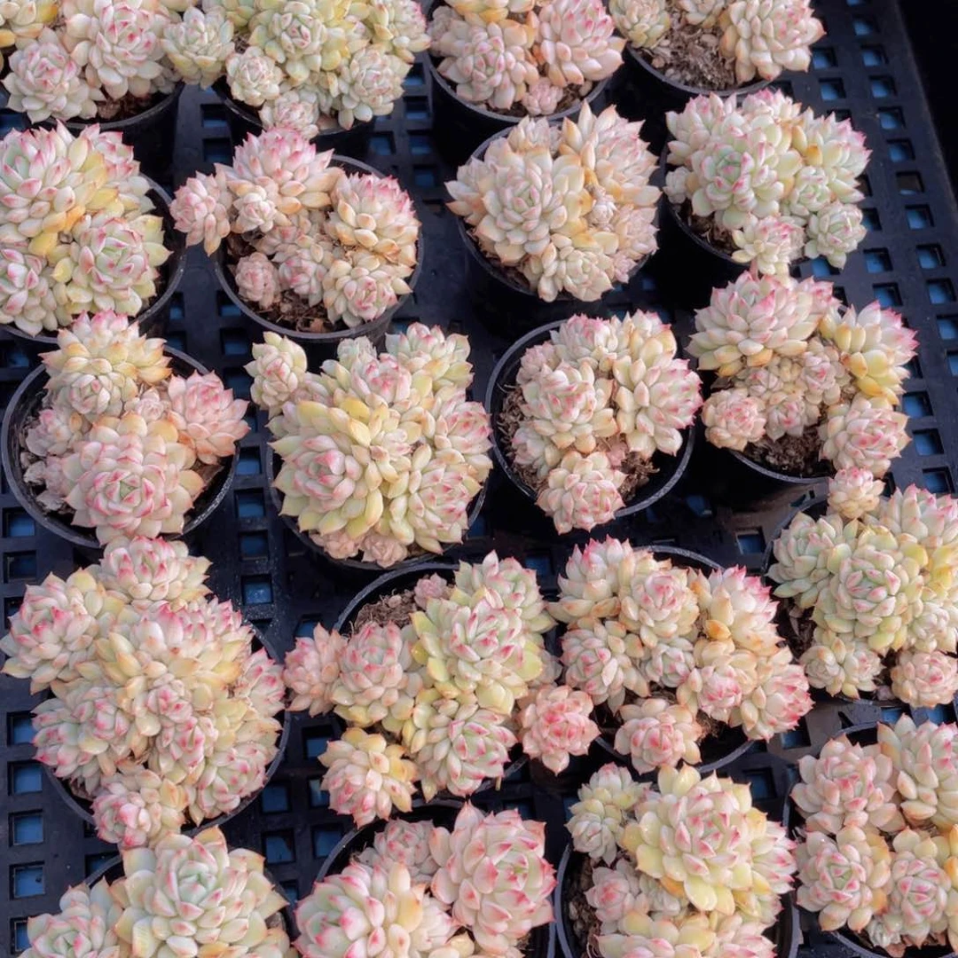 量拍41号 白底小乔群生两个