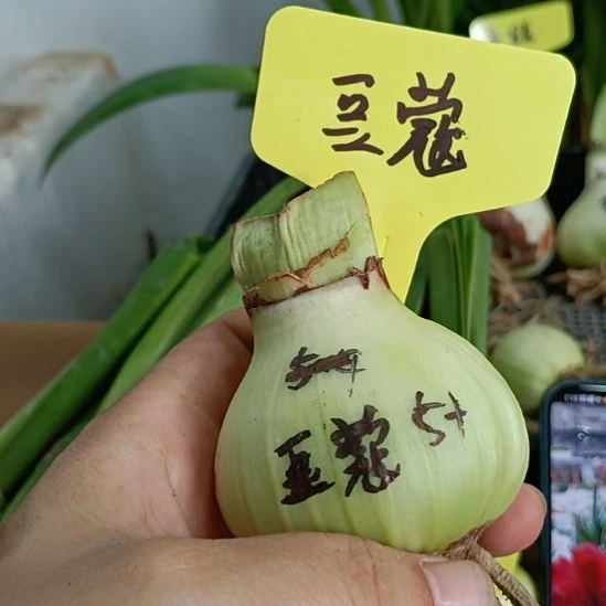 无花朵豆蔻4-5裸球发货