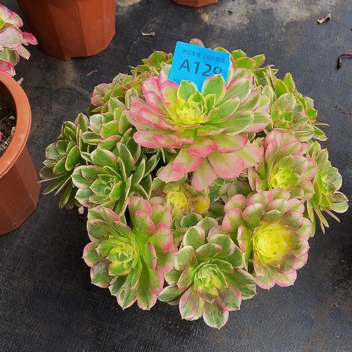 凝**芳五福荣129法师拖土