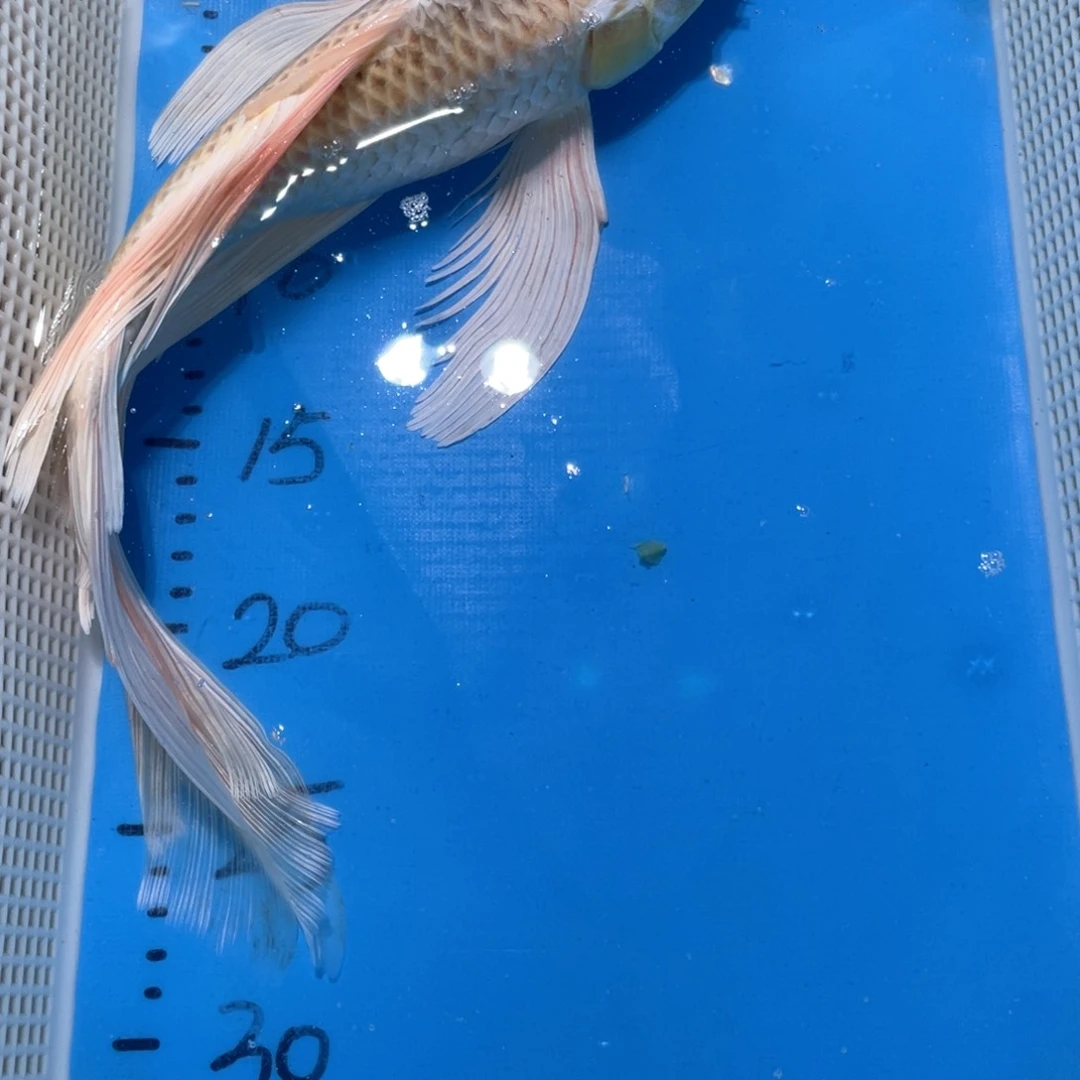 锦鲤锦鲤包邮包售后