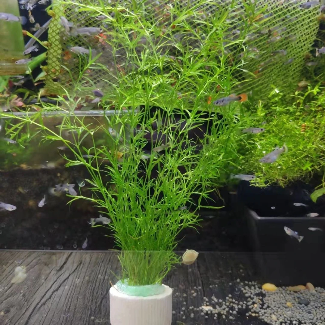 竹节水草植物鱼缸造景好养懒人耐活阴性水草净化水质