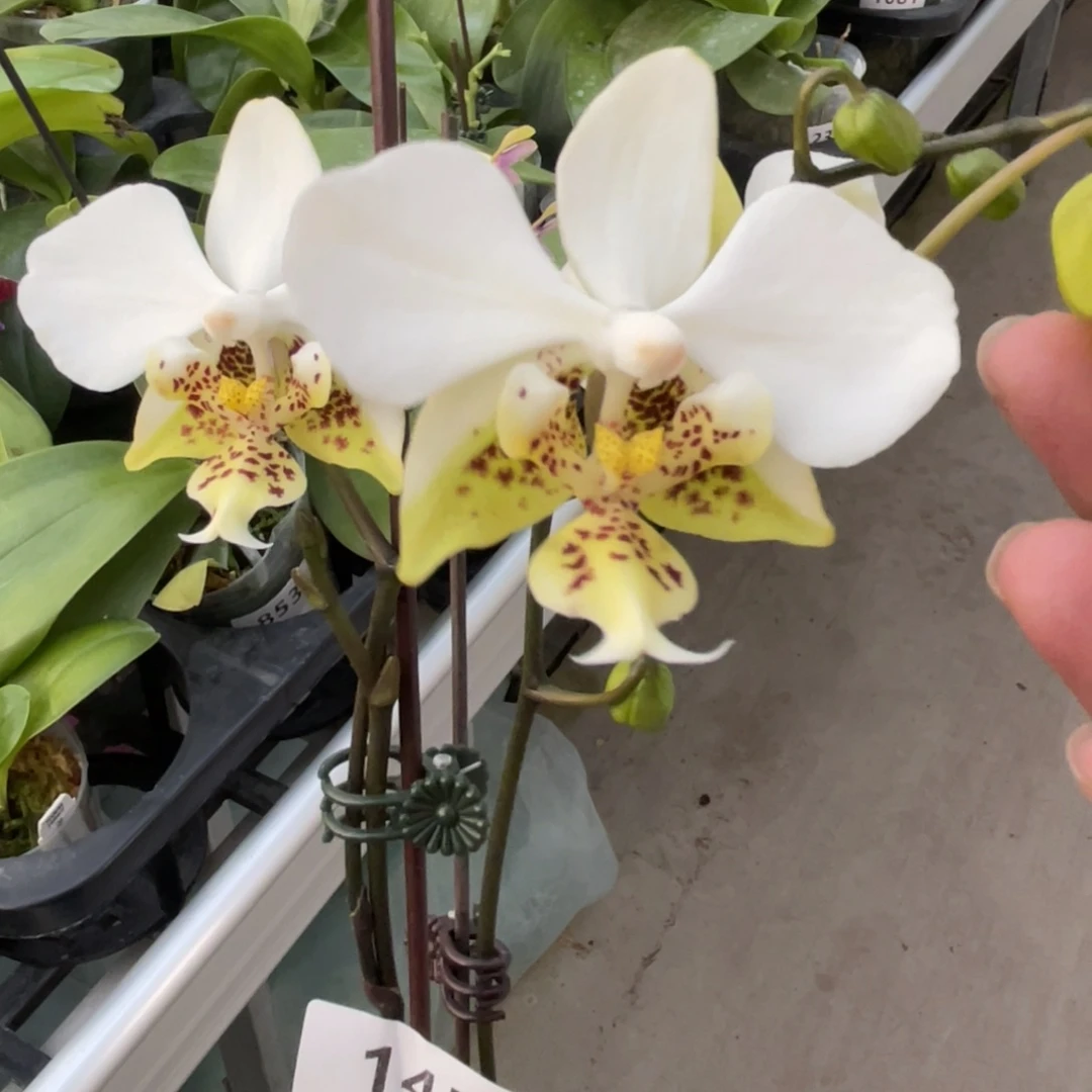 完全开放香白史-1452-晚上浓香