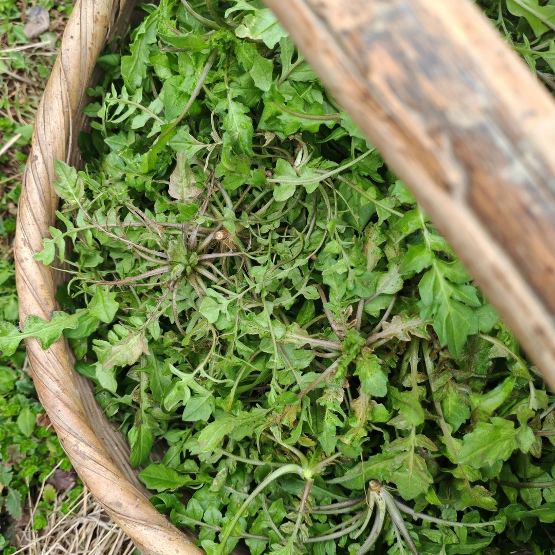 【新鲜地趴菠菜】【现挖野生荠菜】组合装5斤重