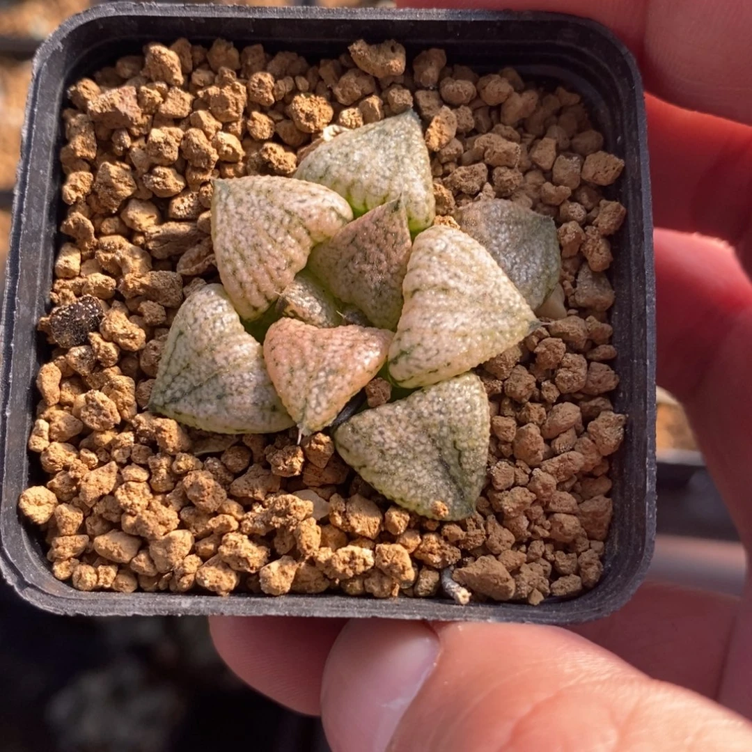 1934 一颗蟠桃白银 整点福利