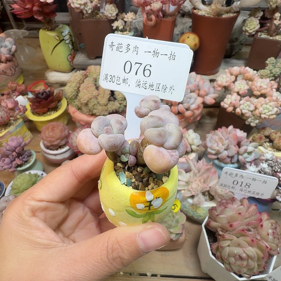 076 多肉含盆土哈哈哈哈