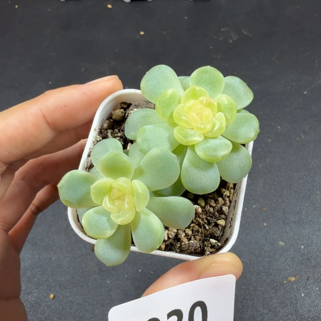 无尽灯双头一物一拍030