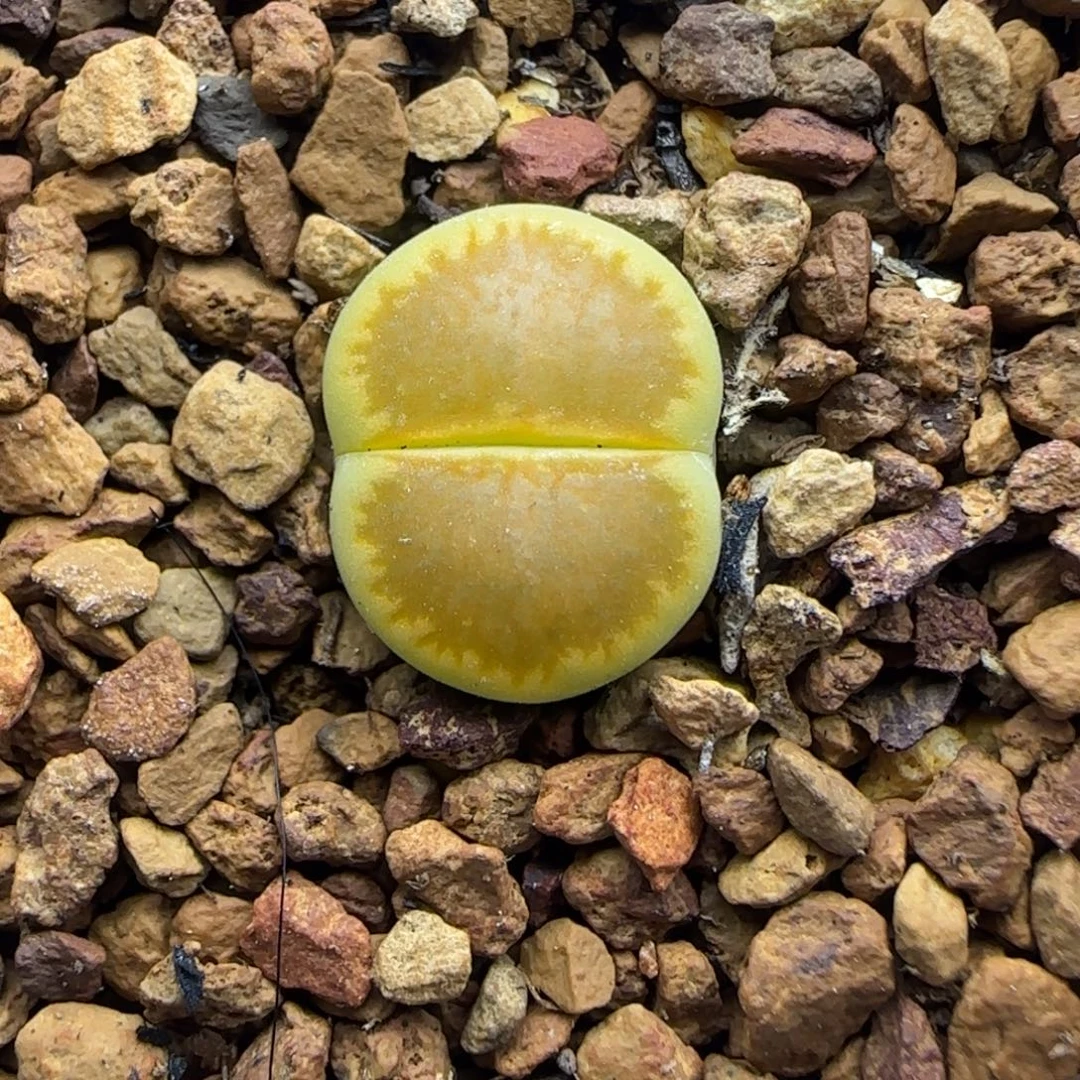 892 生石花大棚直播