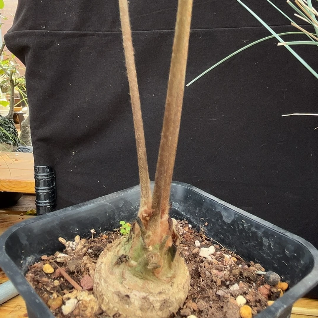 托***福潮流植物 潮流植物