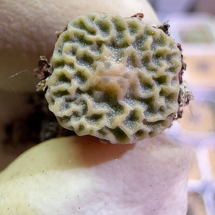 鬼***口373超级烧麦优选7778