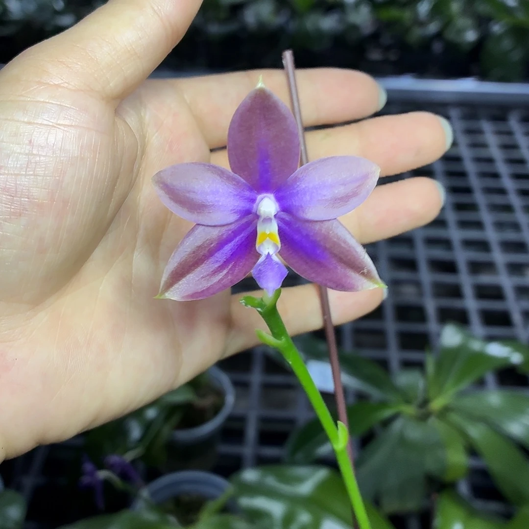 当前无花朵，栽培后可花朵A384yss1199