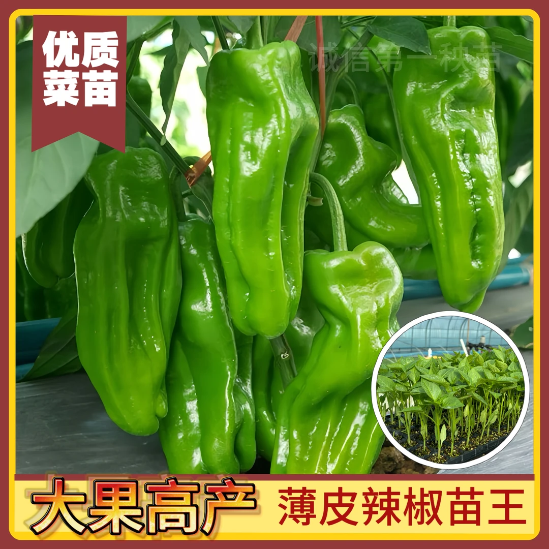 正宗薄皮椒苗秧苗辣椒苗青椒不辣菜椒春种各种菜苗秧苗四季盆栽