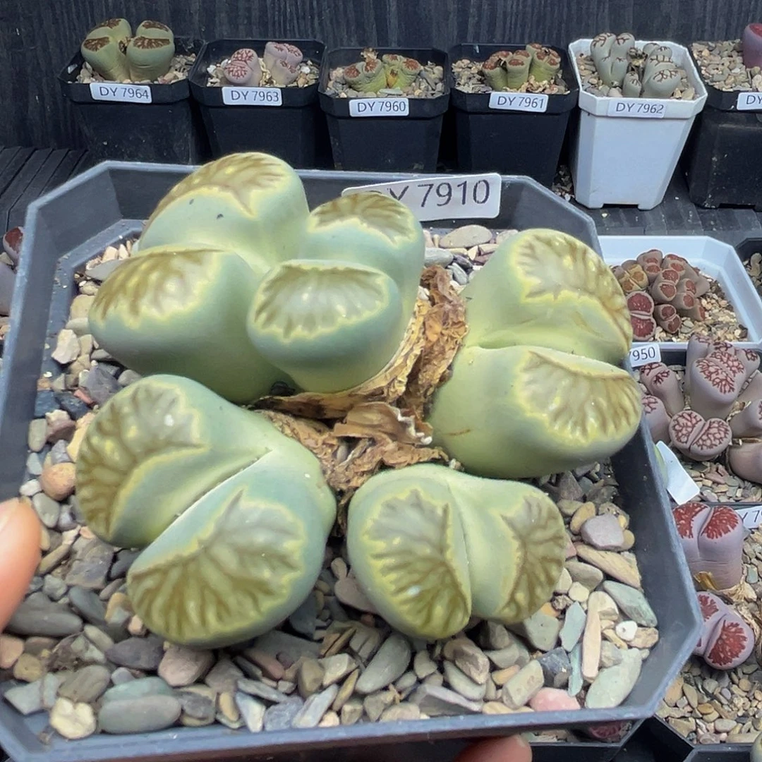 一物一拍绿体菊大母本7910