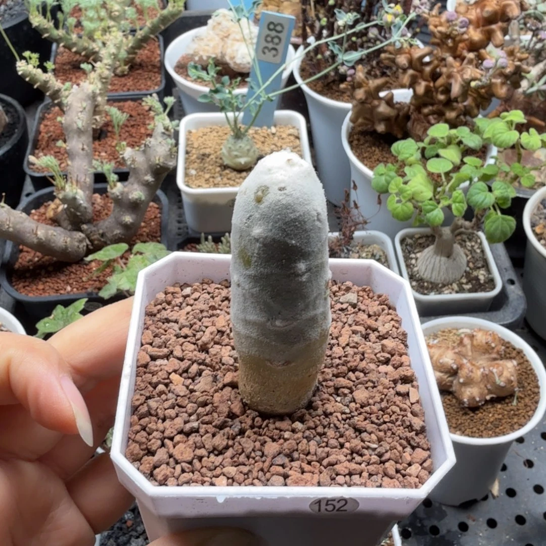 雪鹿厚墩菊152仙人掌