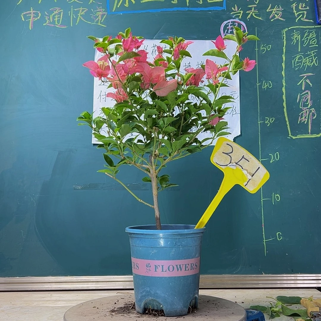 当前无花栽培后可以开花卡亚塔  351