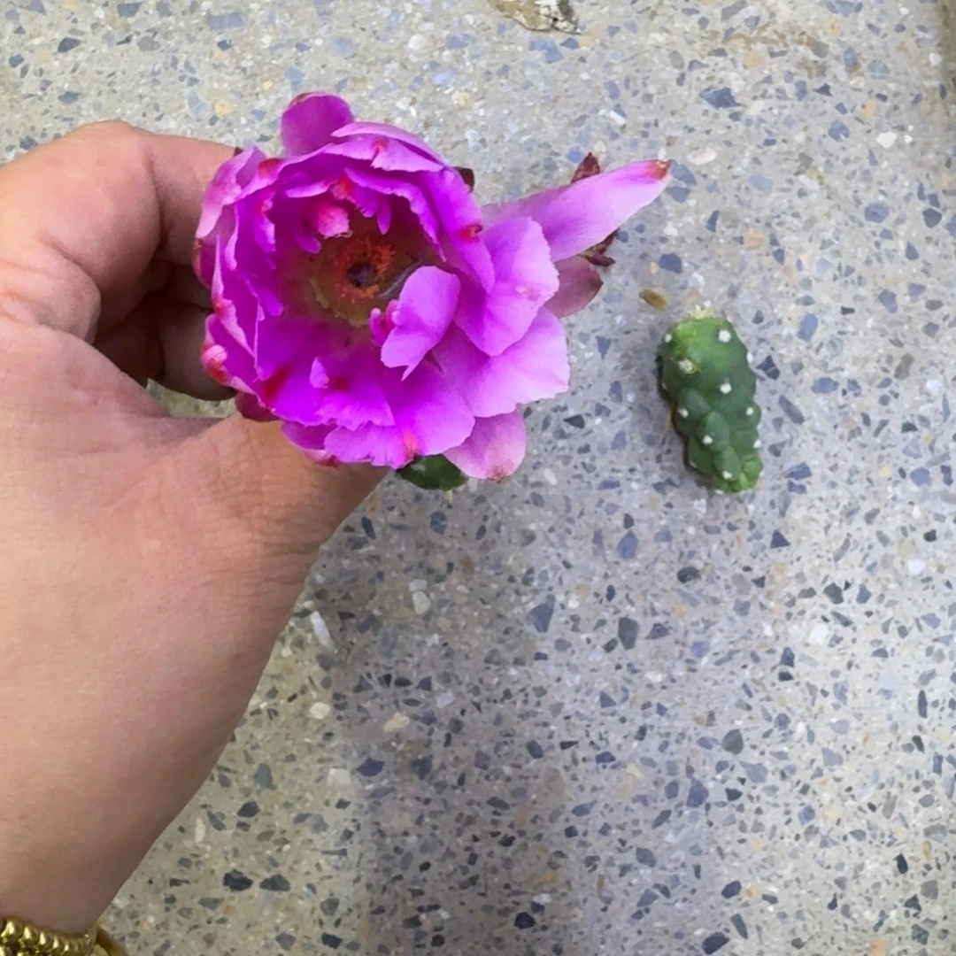 302水仙情郎2个无根侧牙小，20包邮