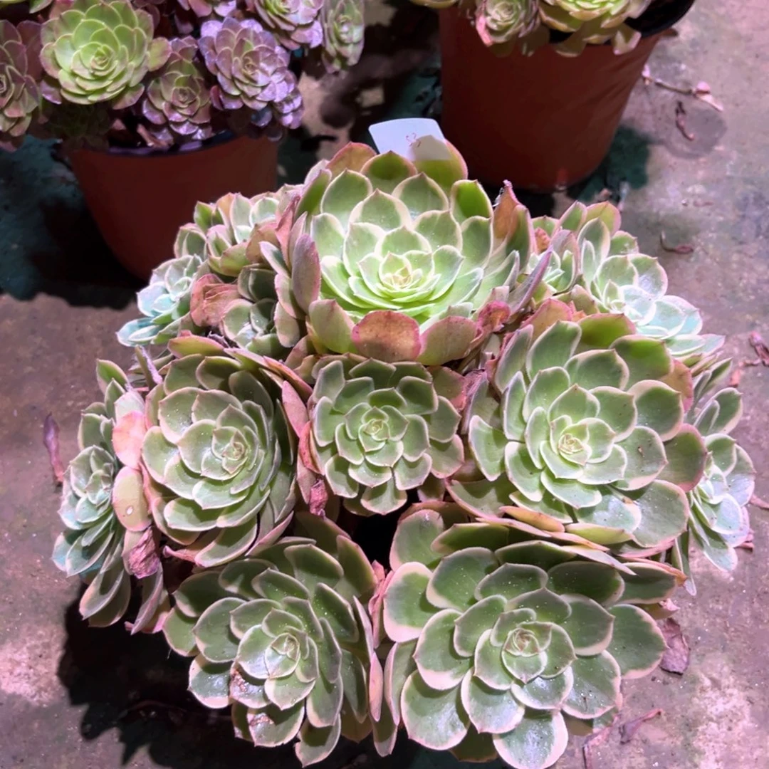 多肉植物粉花妖0053