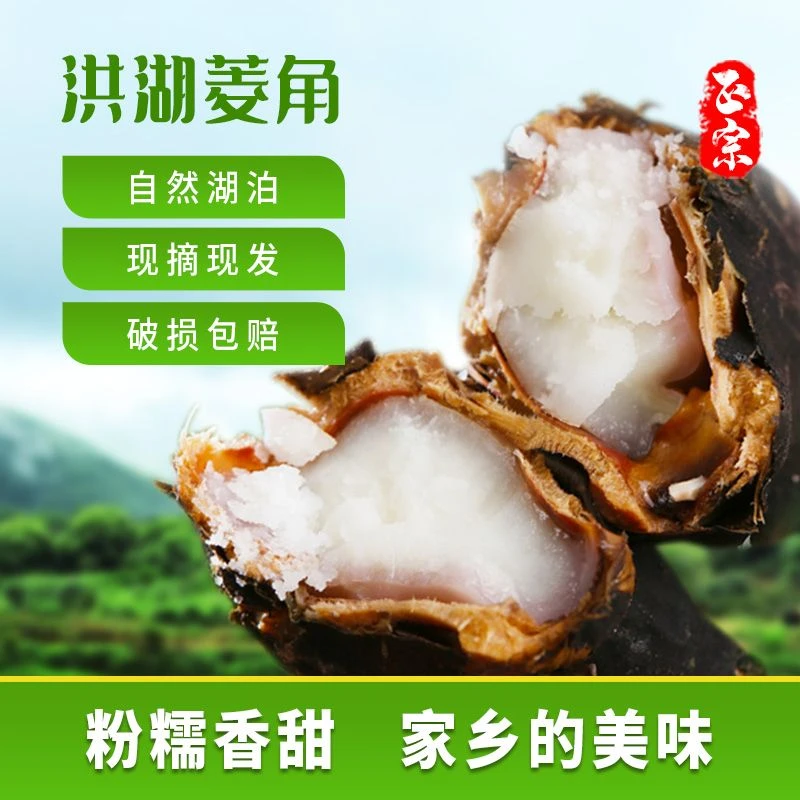 【老菱角开卖 新鲜直达】湖北特产洪湖新鲜带壳菱角现摘现发煮熟吃