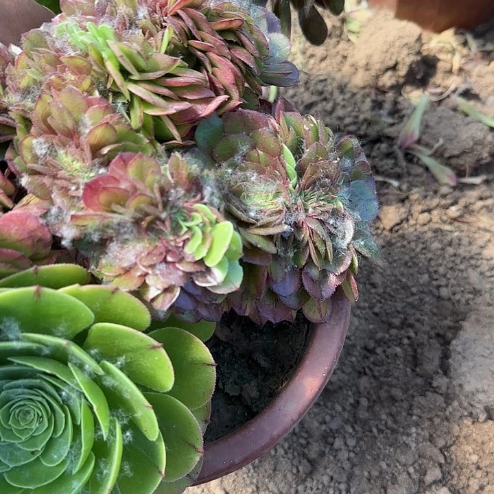 无花朵赶**树招聘新婆婆婆婆in