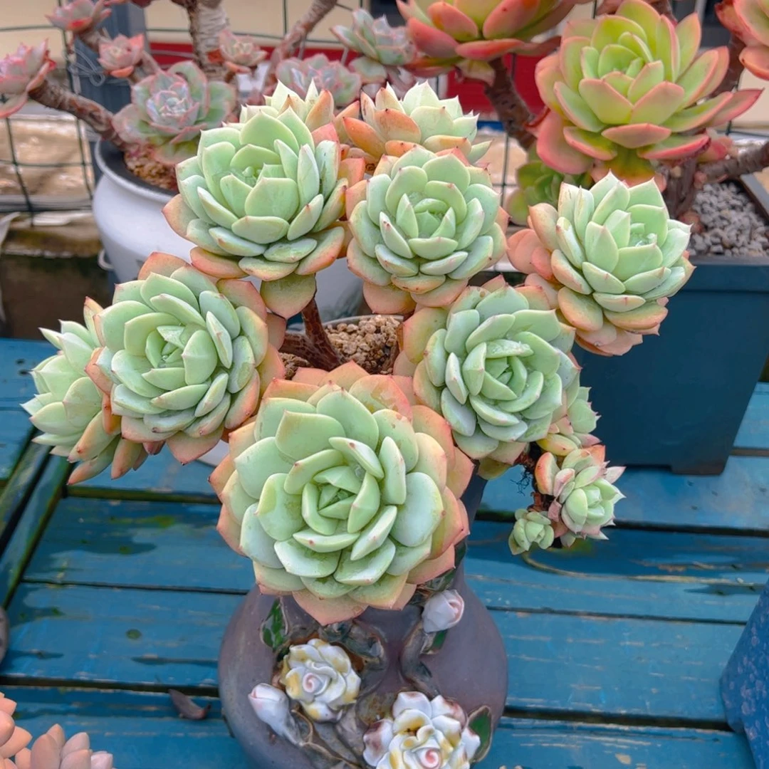 A***多肉植物保护研究所所长