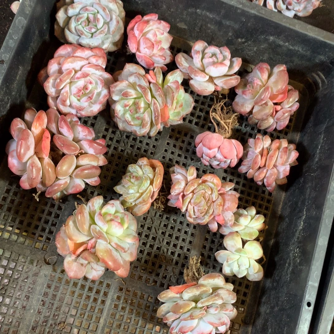 想好再拍，退了拉黑，理性购物