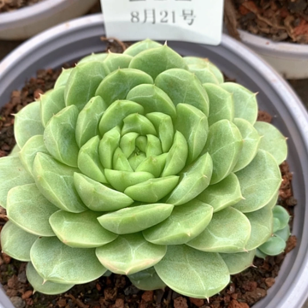 【闪购商品】云232号珍妮曲奇