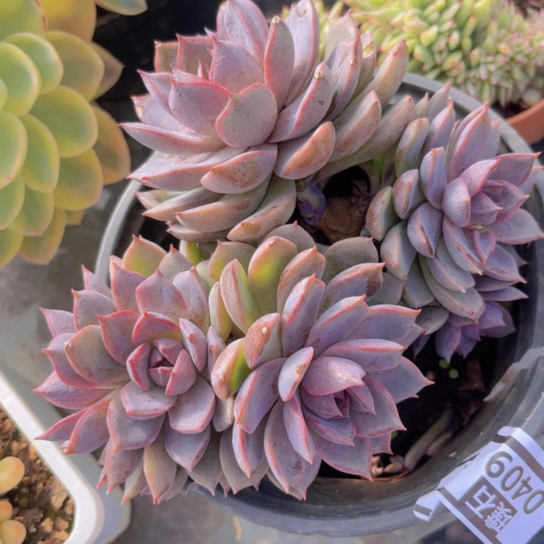 海蓝之谜0409多肉植物