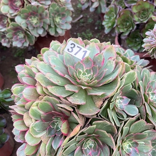 合***欢多肉植物一个粉花妖371