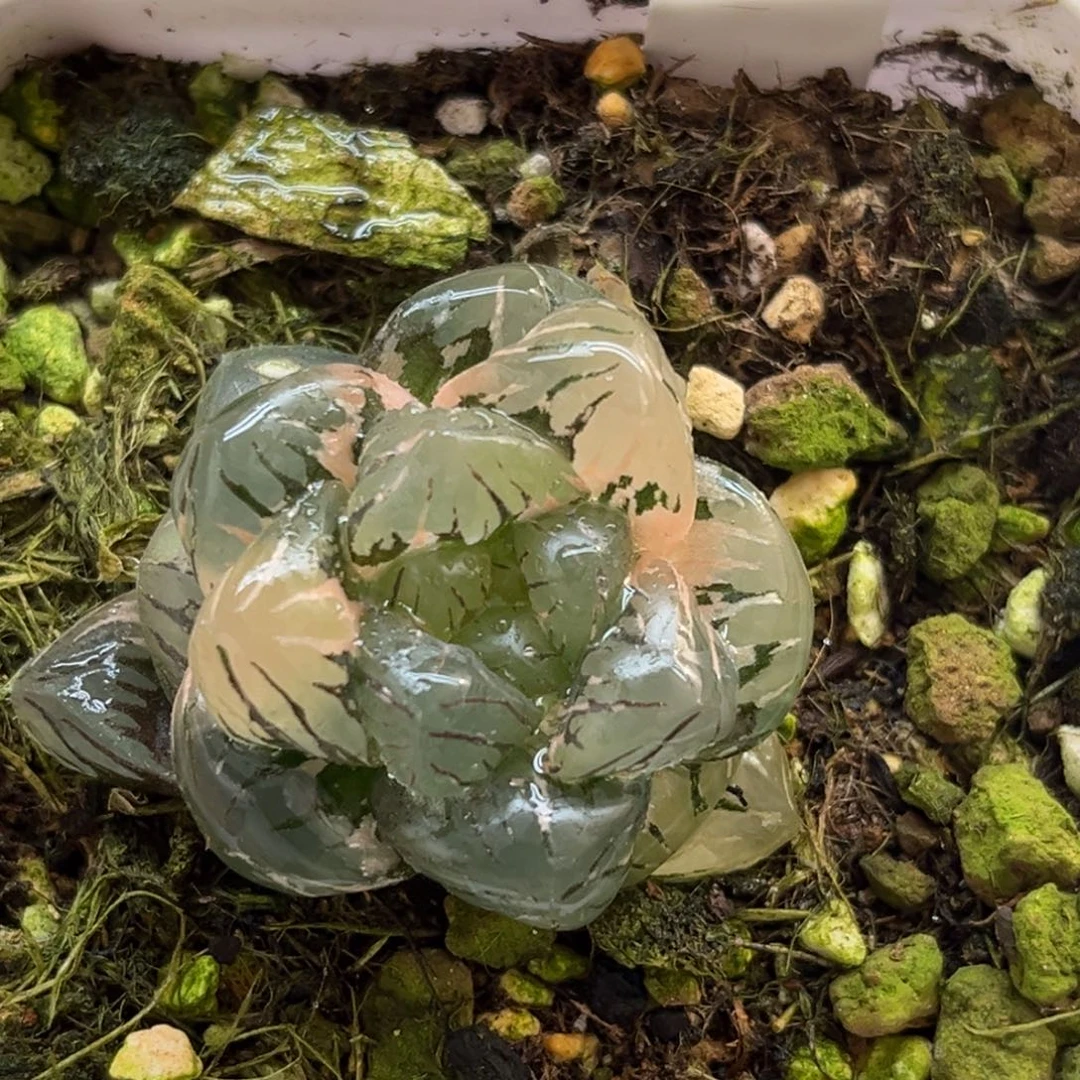 23冰灯玉露锦福利专场