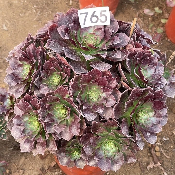 765赤焰莲多肉植物