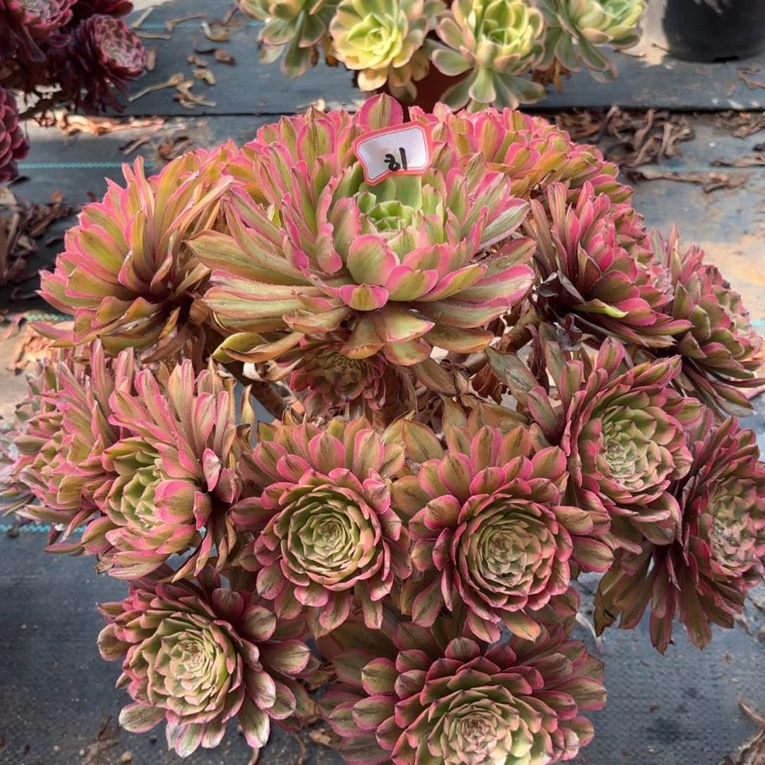 无花朵81粉黛变易多肉植物绿植