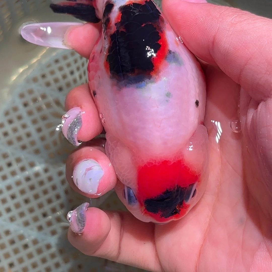 叶***子金鱼拍包装包邮，不拍包装运费到付