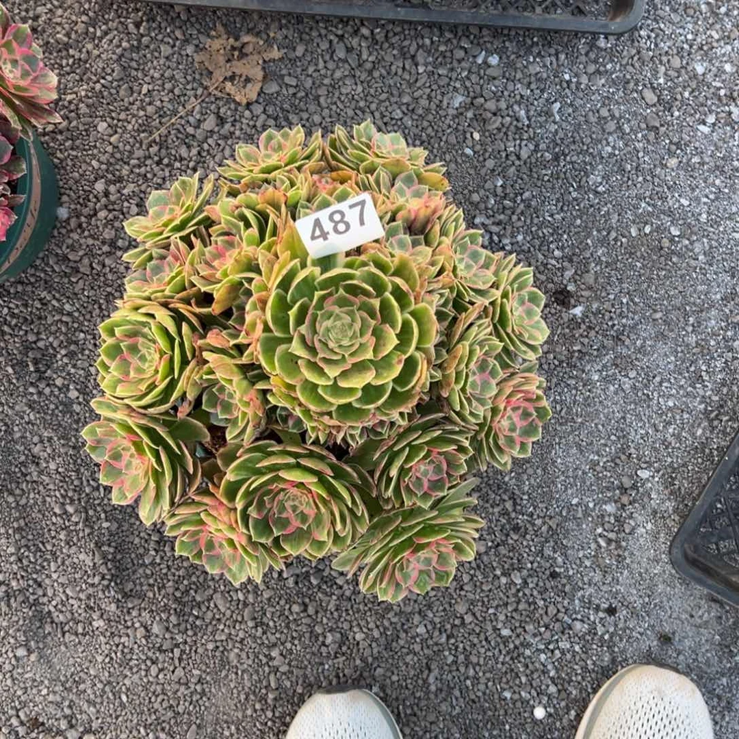 y****我是真的很喜欢这个
