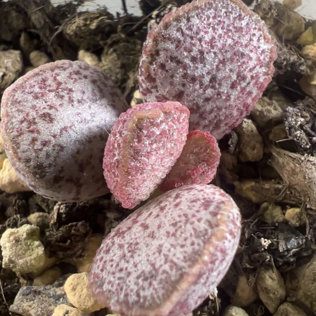 实生新品多肉植物水泡多肉植物