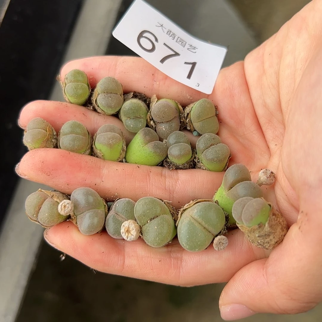 0000671量拍以下3颗母本春见