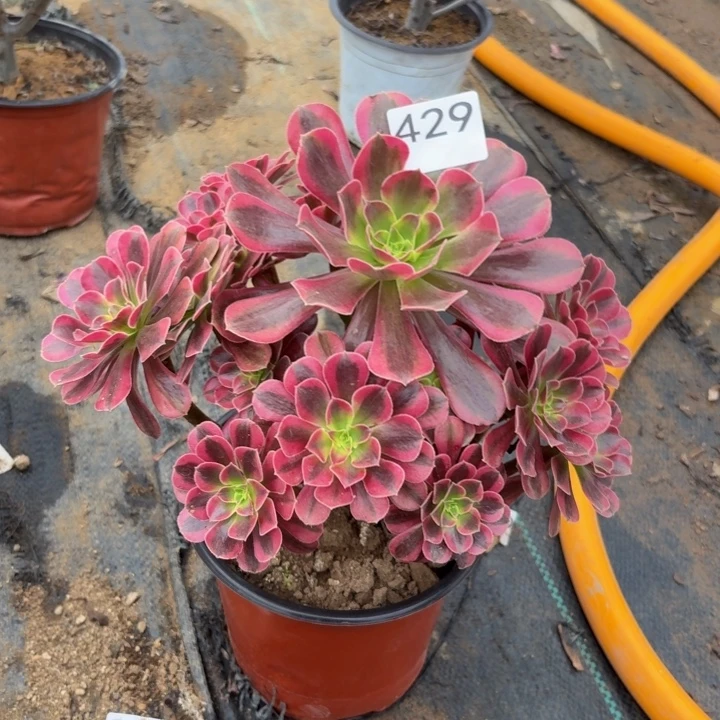 美杜莎多肉植物不包损429
