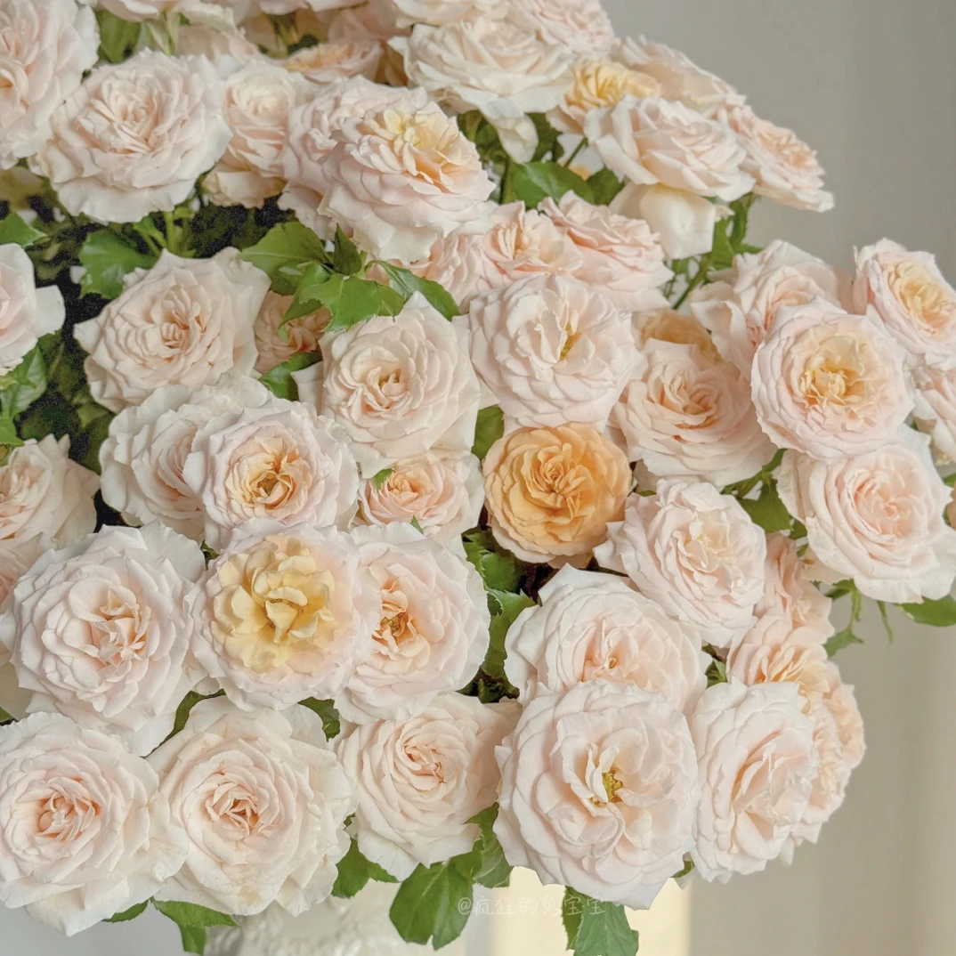 【九里花田】多头玫瑰香芒起司-云南玫瑰花-一单普通快递两单发顺丰