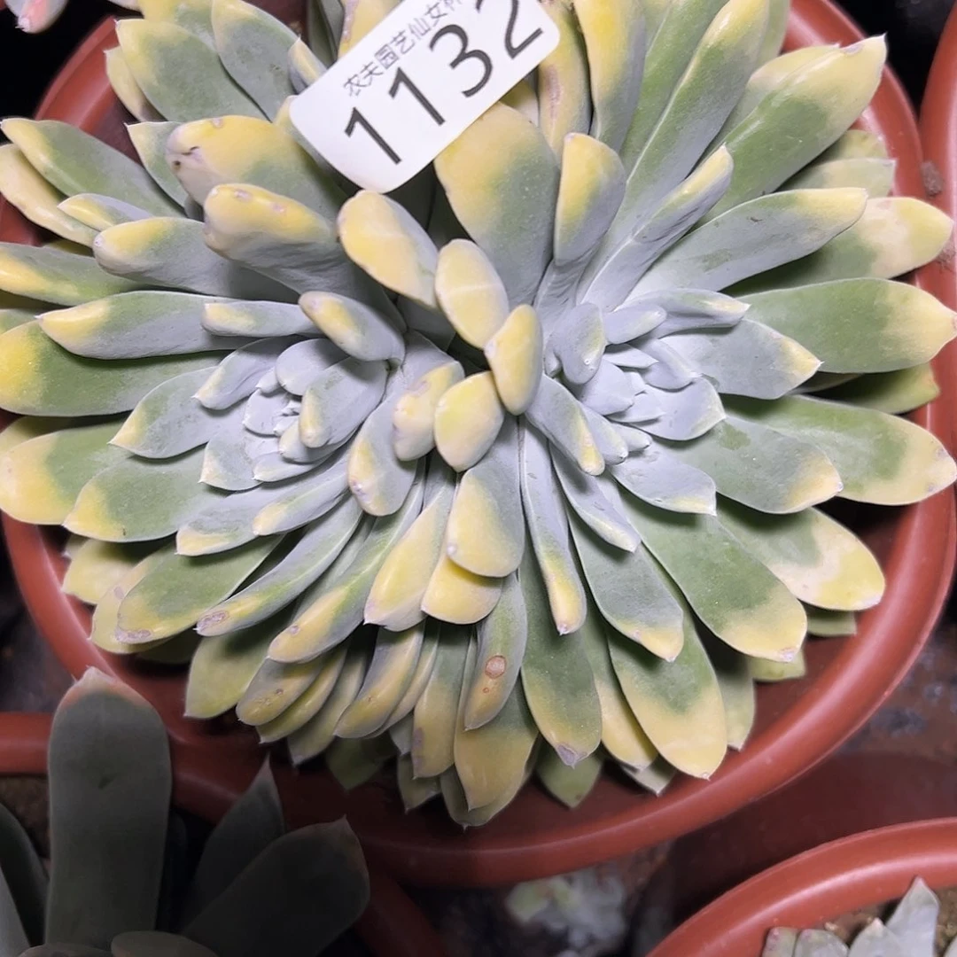 S***n仙女杯杂交多肉植物