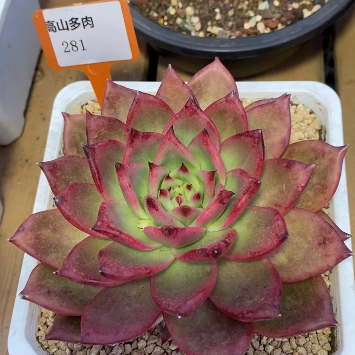 D281- 直播福利 凯亚