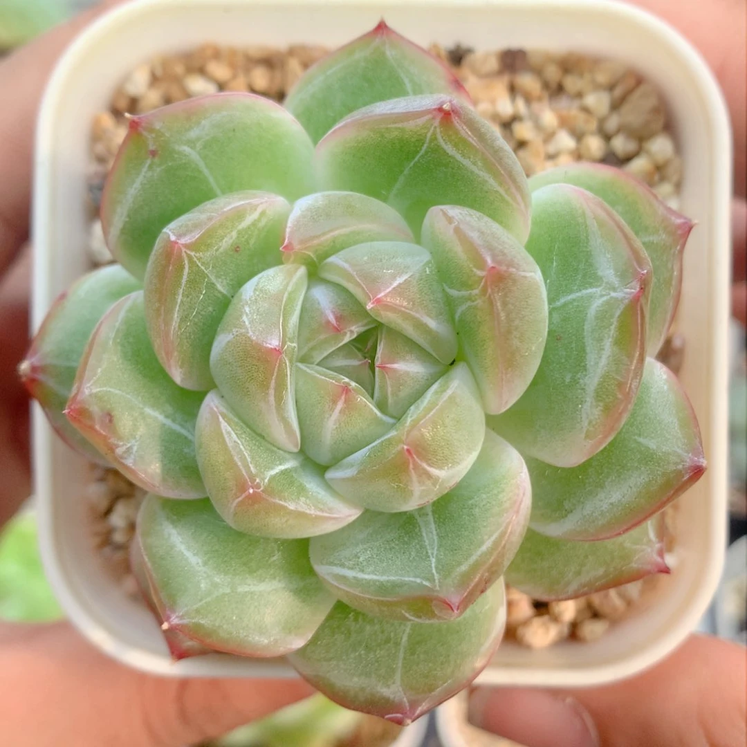 58包邮  群生不包整20