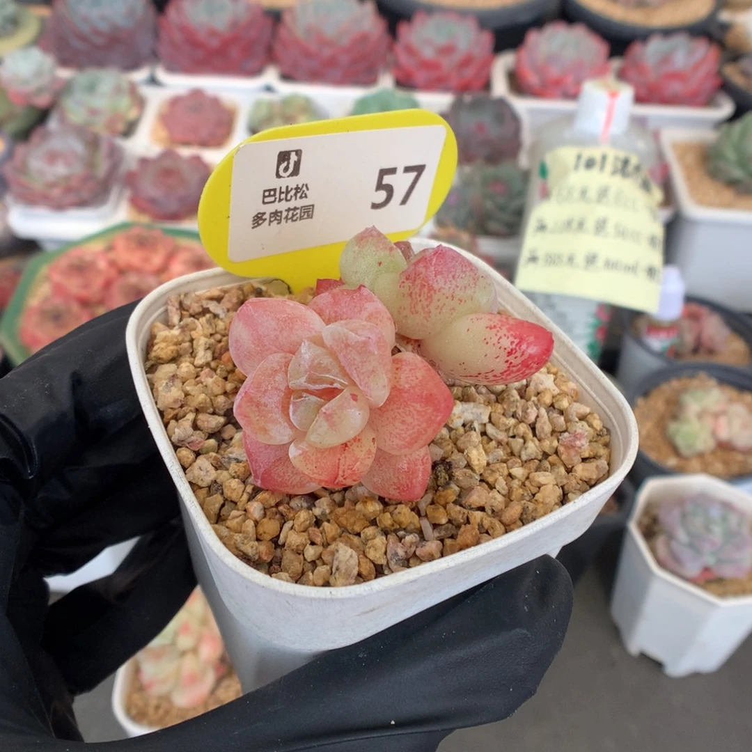 57 冰玉石化多肉多肉