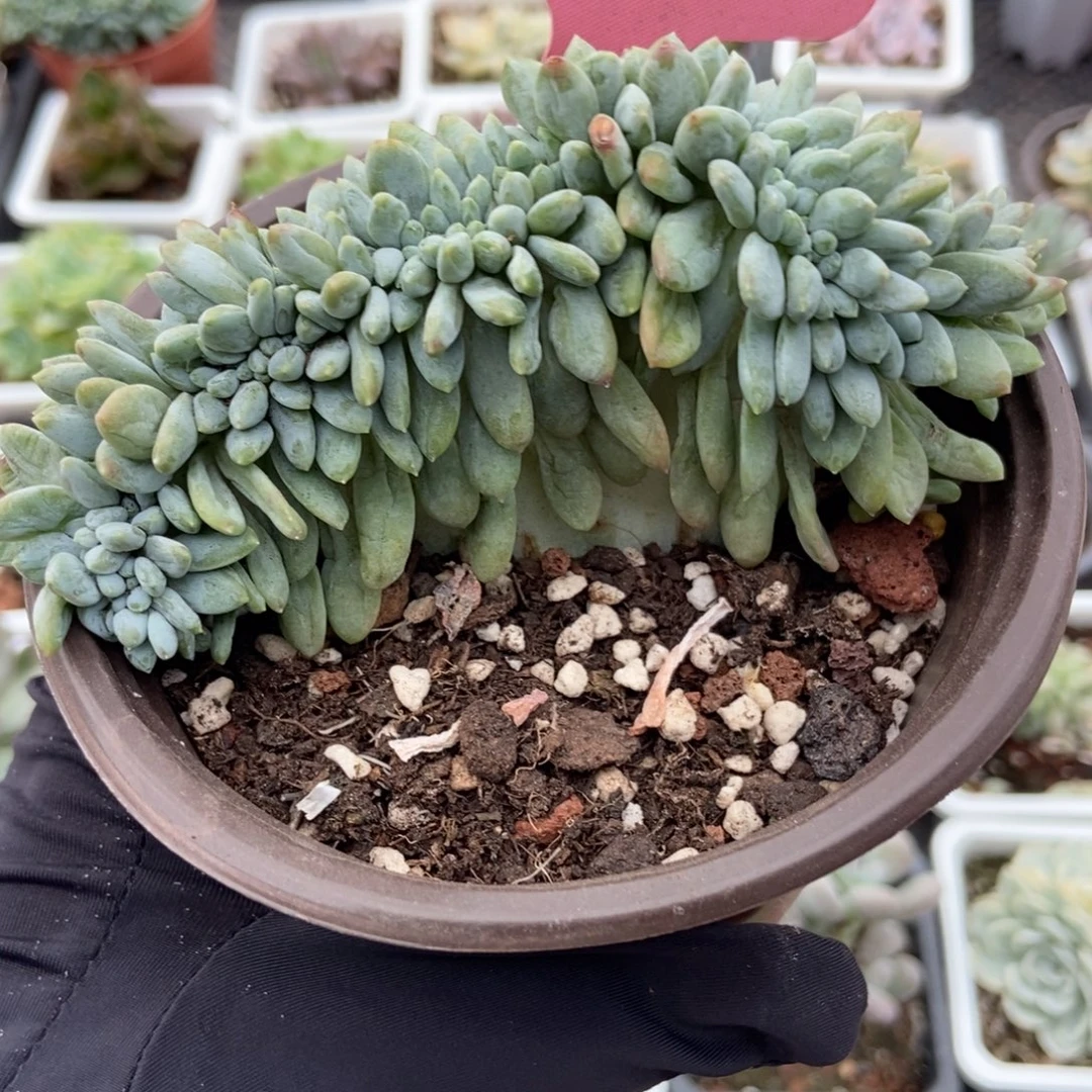 2001奶糖缀多肉植物
