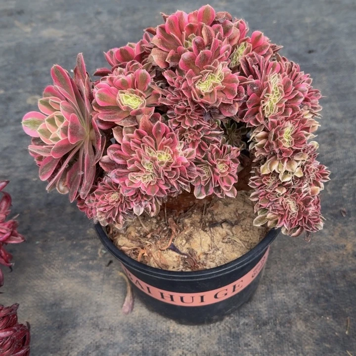 微瑕特特055特特特