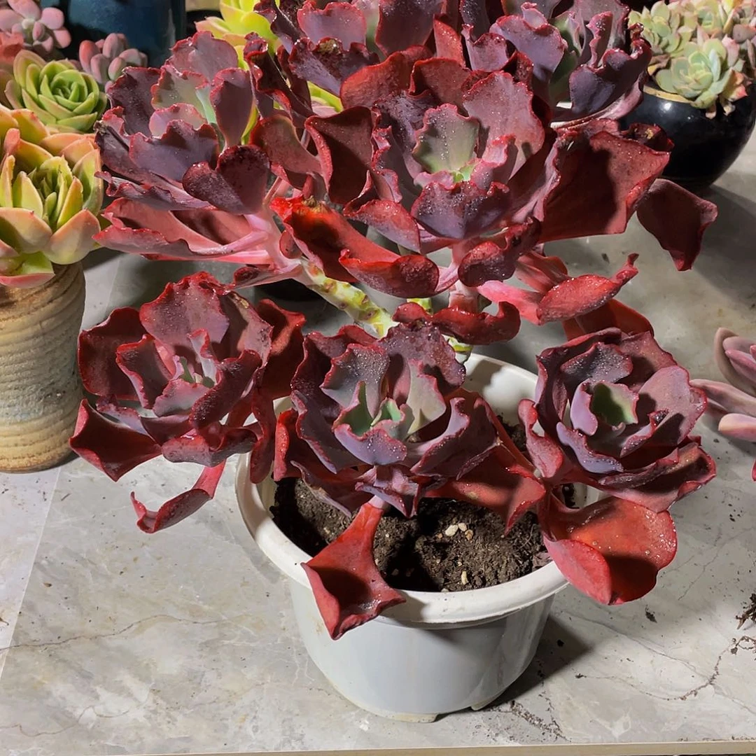 浙***和小珊瑚多肉植物群