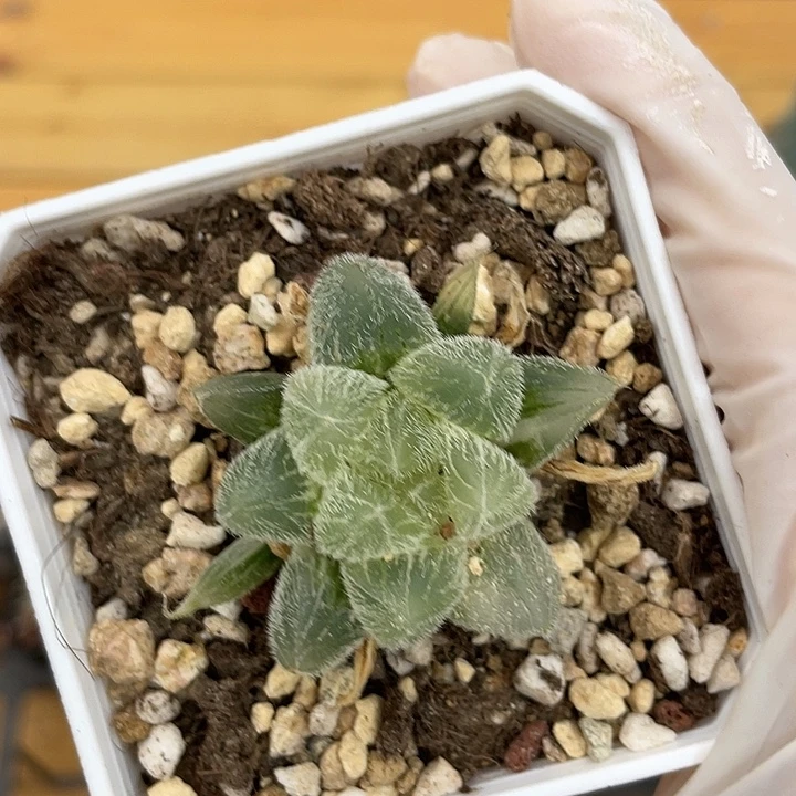 梦露锦 锦龙一物一拍