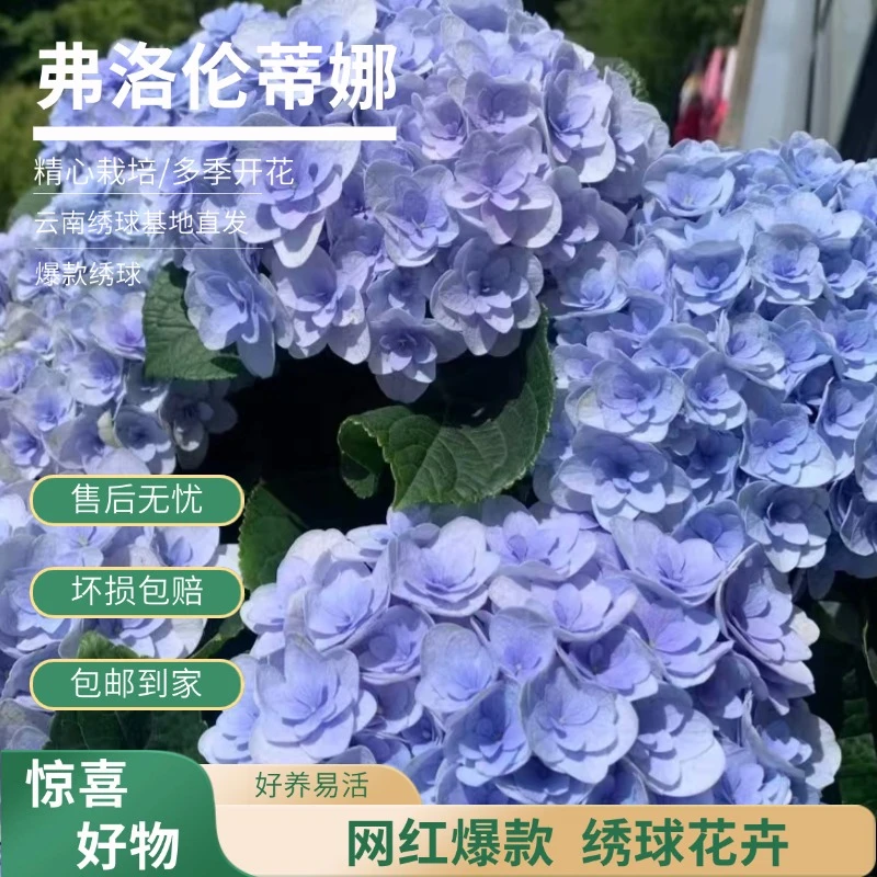 【佛罗伦蒂娜】蓝紫色重瓣绣球 带花带花苞 爆销热款