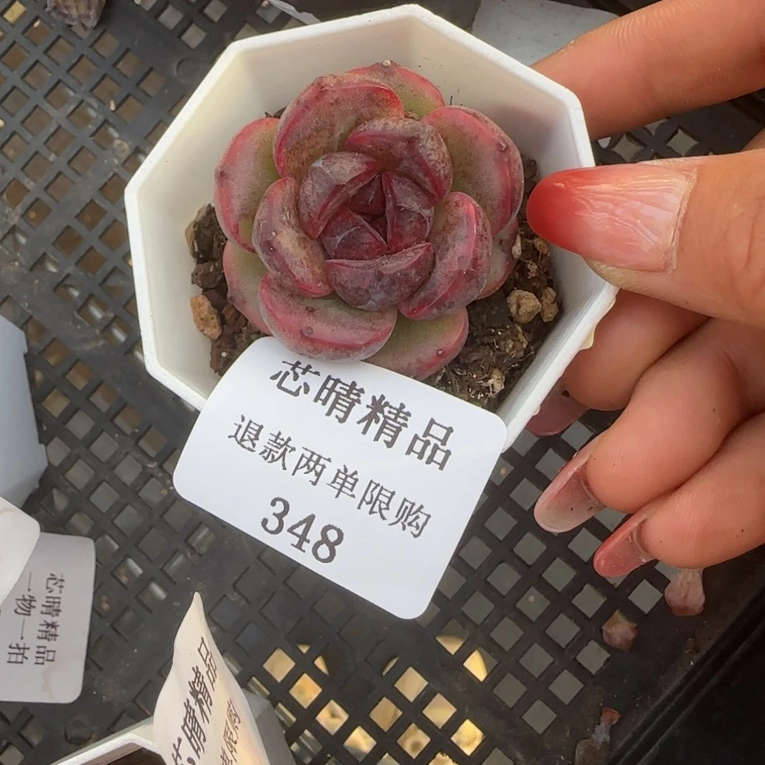 闪购精品多肉348号